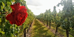 vineyard row with rose