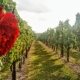vineyard row with rose