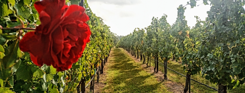 vineyard row with rose