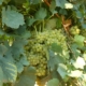 chardonnay grapes on the vine