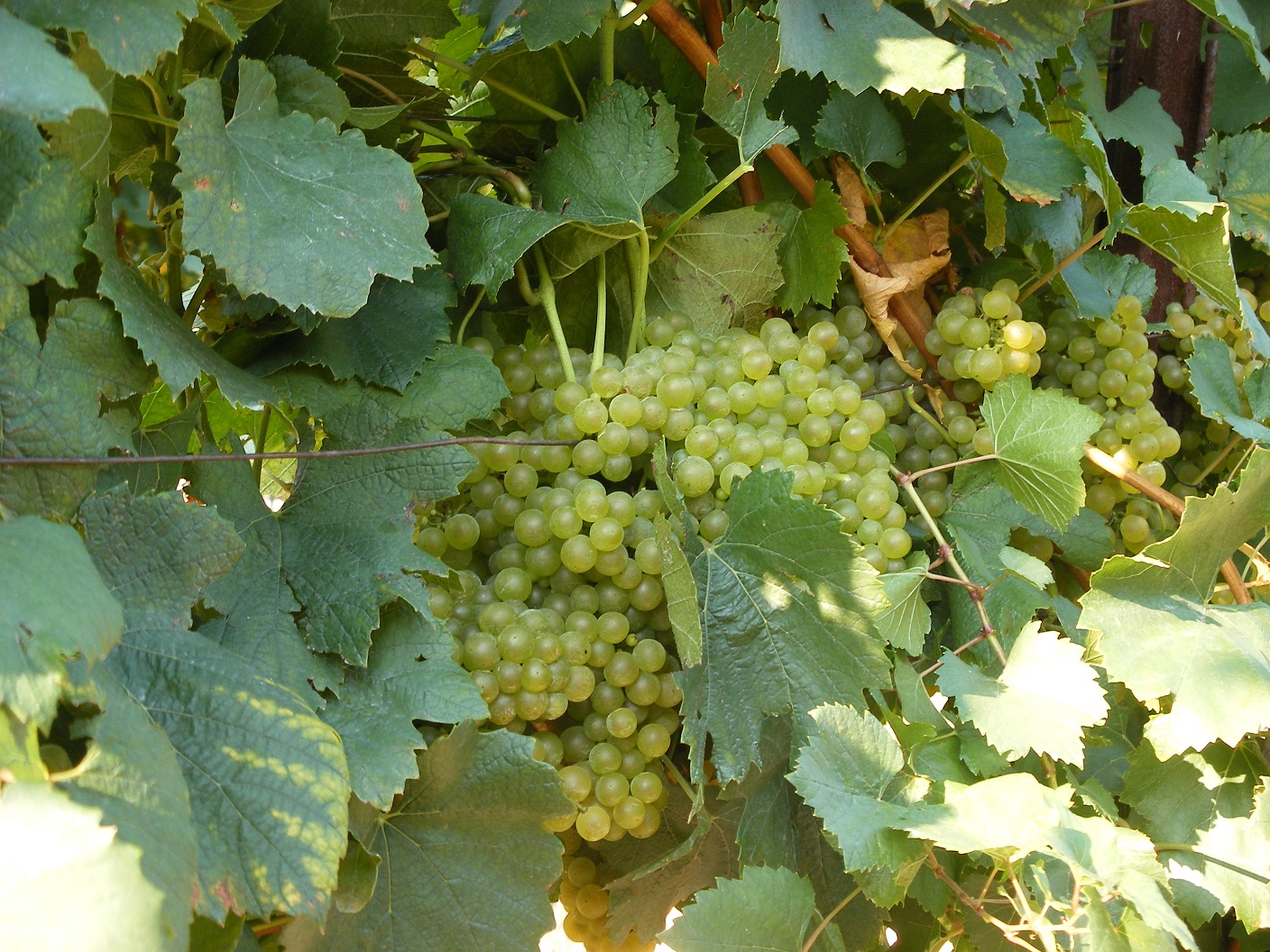 chardonnay grapes on the vine