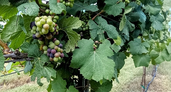 grapevine with grapes