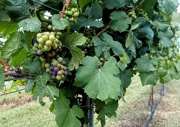 grapevine with grapes
