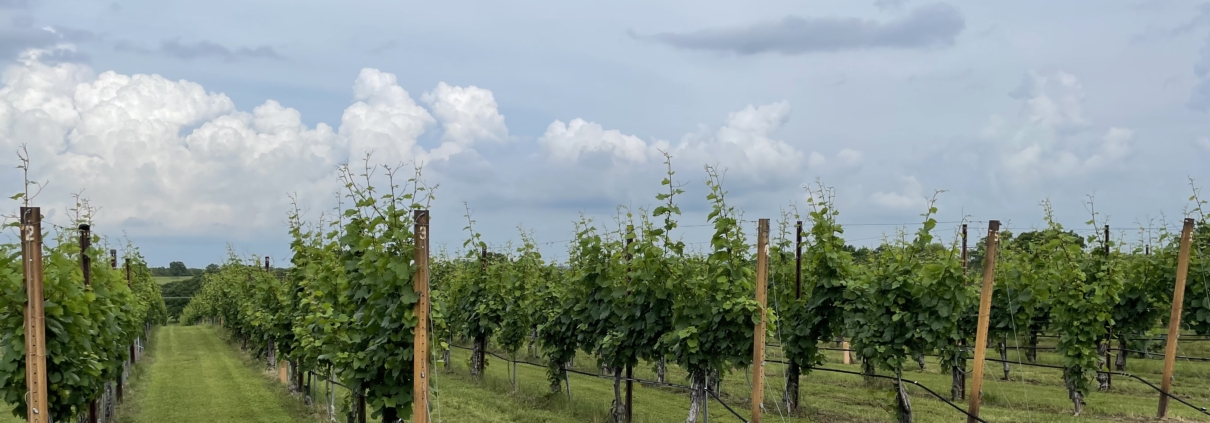picture of the vineyard in spring