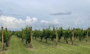 picture of the vineyard in spring