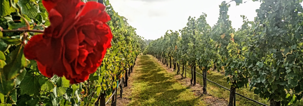 Syrah with Rose