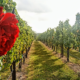 Syrah with Rose