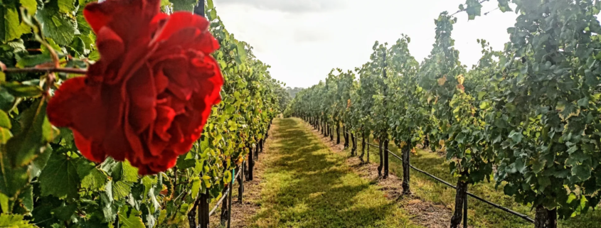 Syrah with Rose