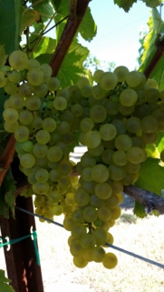 clusters of chardonnay grapes