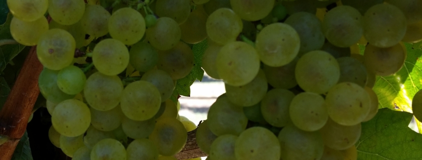 clusters of chardonnay grapes